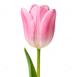 粉红郁金香特写