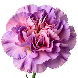 紫色牡丹花瓣盛开特写