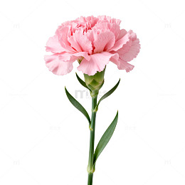 粉红康乃馨特写