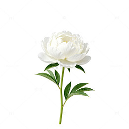 白牡丹鲜花特写片