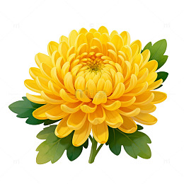 菊花插画黄色花卉
