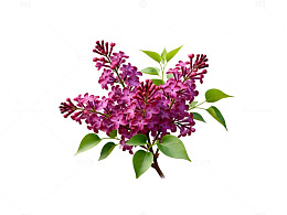 紫色丁香花插图