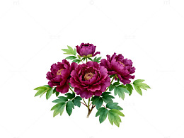 紫色牡丹花丛插画素材