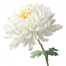 素雅白菊花的静谧时光