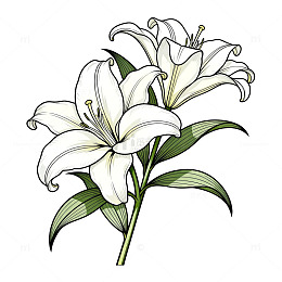 百合花插画透明背景素材