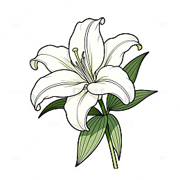 百合花手绘插画素材