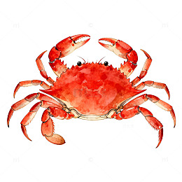 鲜艳螃蟹插画素材