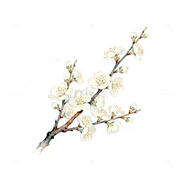 水彩花卉春天樱花插画素材