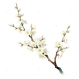梅花枝插画设计素材