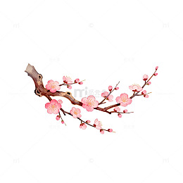 水彩梅花枝条插画
