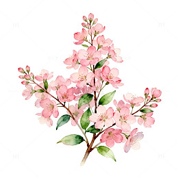 水彩海棠花手绘插画素材