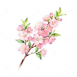 水彩花卉植物插画樱花枝条