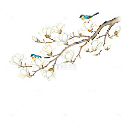 古风花鸟玉兰花手绘插画