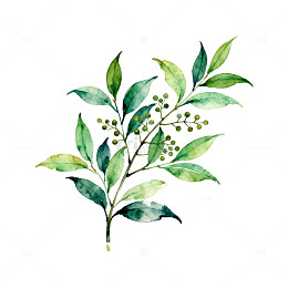 水彩绿植花卉装饰图案设计元素