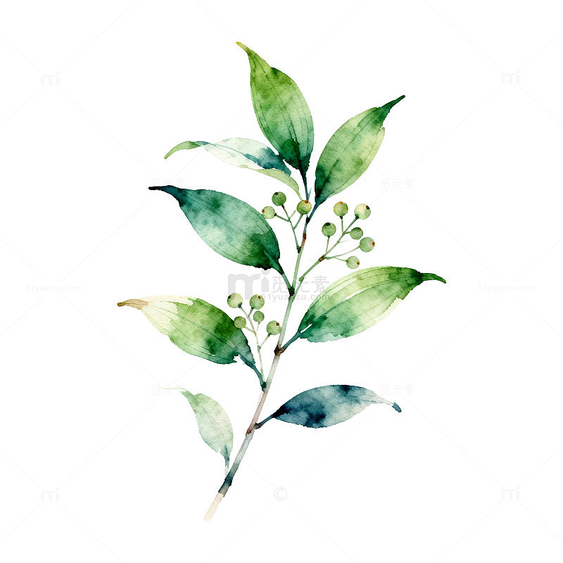 水彩植物叶片插画素材