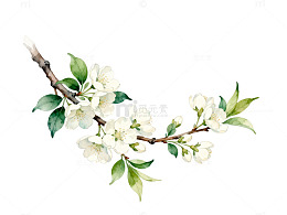 水彩花卉树枝插画素材