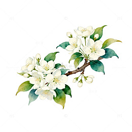 水彩花卉插画梨花枝条元素