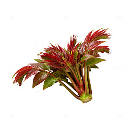 红香椿嫩芽美食