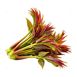 新鲜红绿香椿芽蔬菜