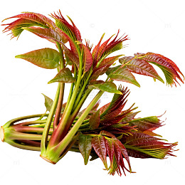 新鲜红绿香椿嫩叶蔬菜食材