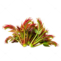 鲜艳红叶植物特写素材