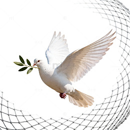 白鸽衔橄榄枝飞翔图