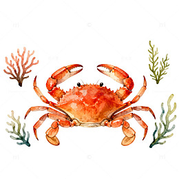 水彩螃蟹海洋插画