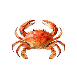 水下世界螃蟹插画