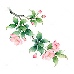 水彩花卉植物插画设计素材