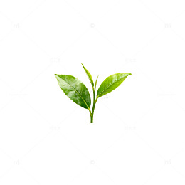 清新茶叶绿植特写