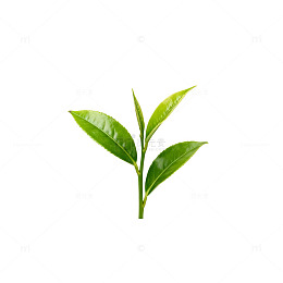 清新绿茶植物插画素材