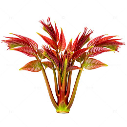 鲜艳红叶植物素材