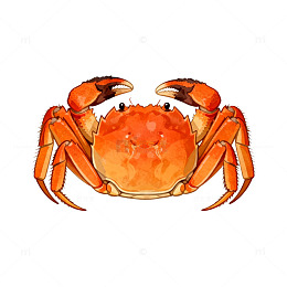 水彩螃蟹插画设计素材