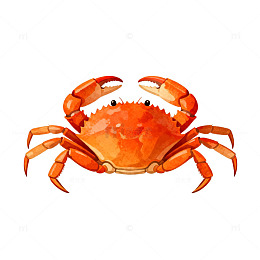 水彩橙红色螃蟹插画