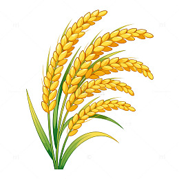 卡通风格金黄色麦穗插画素材