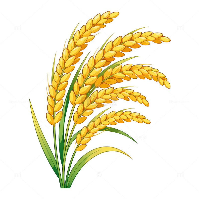卡通风格金黄色麦穗插画素材