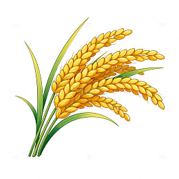 卡通风格稻谷插画素材