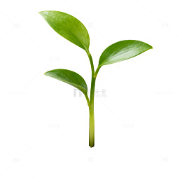 新生幼苗土壤生长