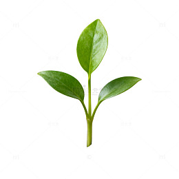 新生绿植成长土壤环境