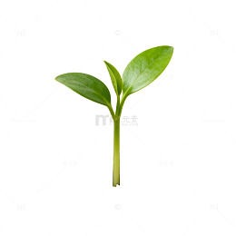 嫩苗新生土壤生长