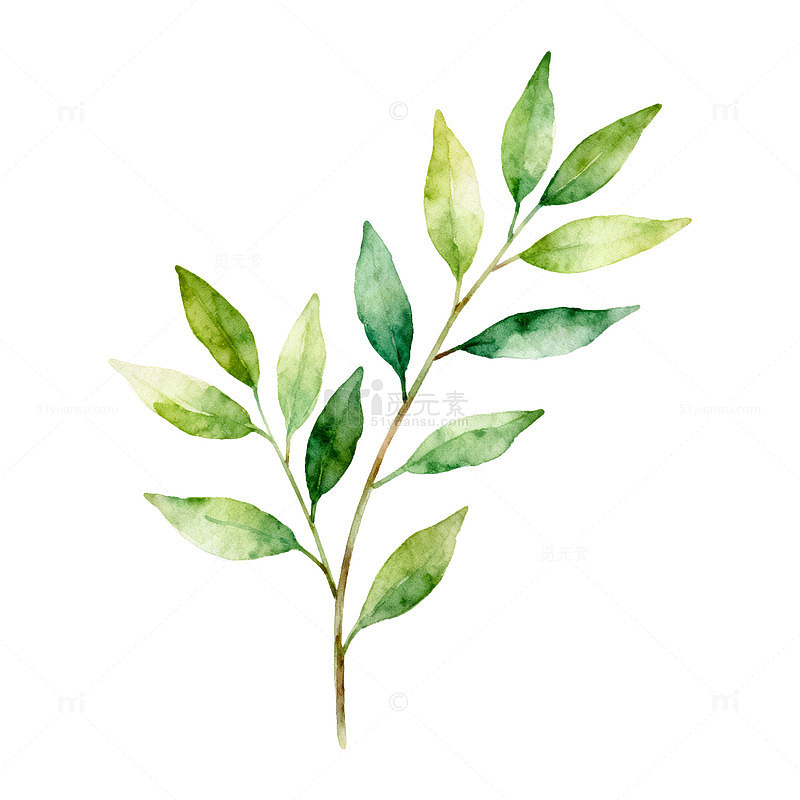 水彩植物插画绿叶装饰素材