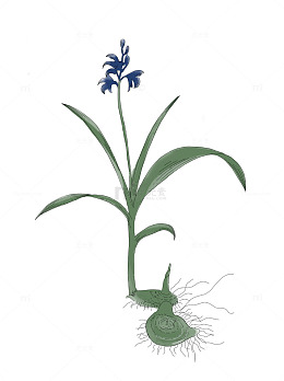 插画风格白芨植物插图