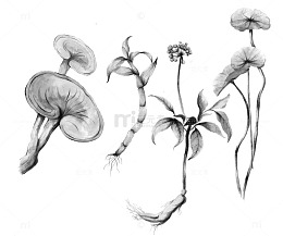 素描植物花卉蘑菇绘画素材
