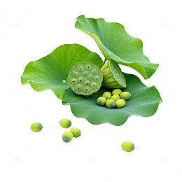 荷叶莲子静物图