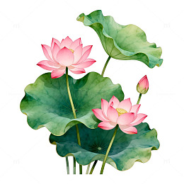 水彩荷花手绘插画