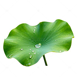 绿色荷叶露珠图片