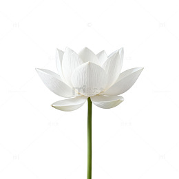 白色莲花清新片