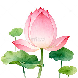 水彩荷花插画设计素材
