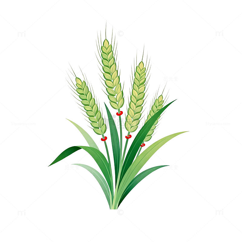 卡通风格小麦插画