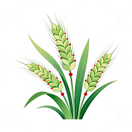 插画风格麦穗植物素材